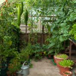 Article thumbnail: Greenhouse interior in summer. Image via Guy Barter