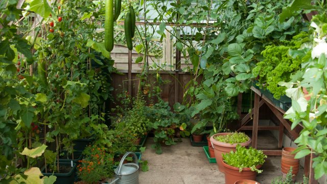 Article thumbnail: Greenhouse interior in summer. Image via Guy Barter