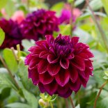 Article thumbnail: Dahlia 'Diva US' RHS Gardening Dahlia