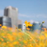 Article thumbnail: Cosmos Sea in front of Neihu Science Park